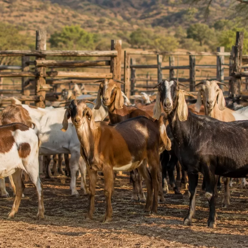 Cabras Cruzas Adaptabilidad y Producción Responsable Cabras Cruzas Adaptabilidad y Producción Responsable
