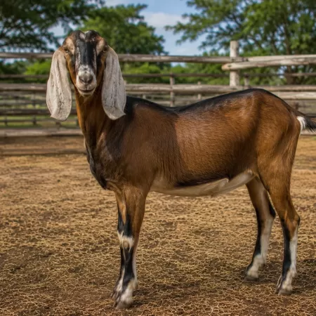 Cabras Nubia y Producción Responsable y Manejo Caprino Cabras Nubia y Producción Responsable y Manejo Caprino