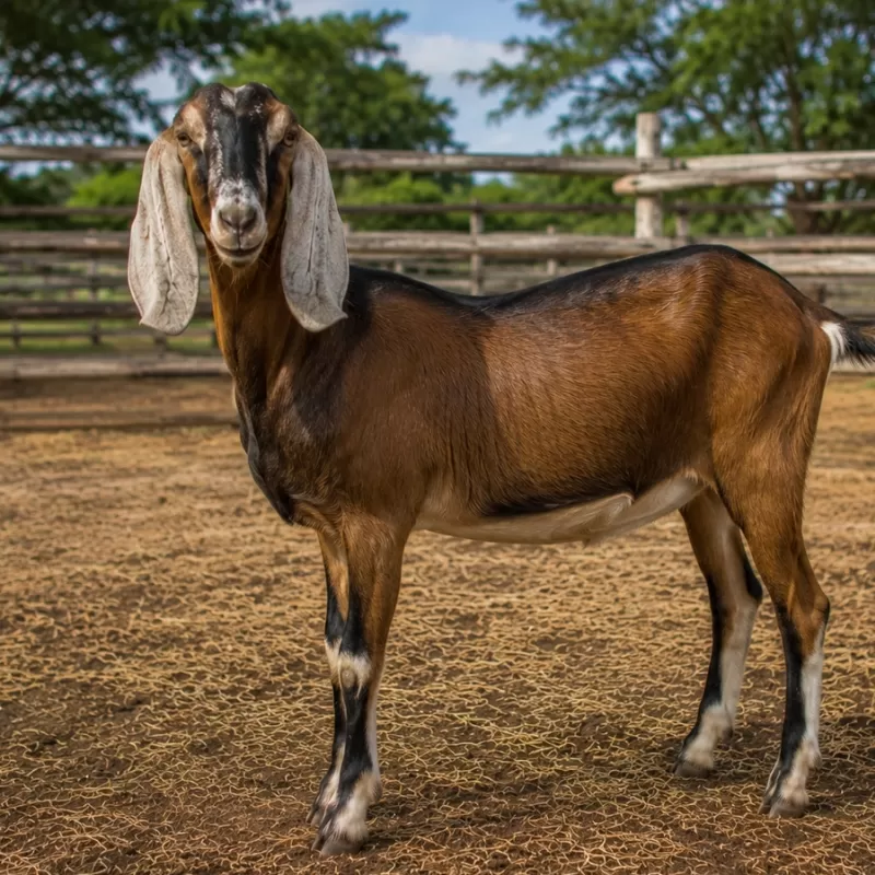 Cabras Nubia y Producción Responsable y Manejo Caprino Cabras Nubia y Producción Responsable y Manejo Caprino
