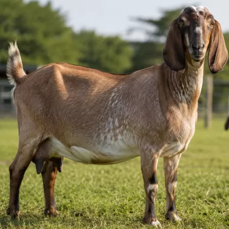 Cabras Hembras Reproductoras en Venta Boer, Nubia y Cruzas Caprinas Cabras Hembras Reproductoras en Venta Boer, Nubia y Cruzas Caprinas
